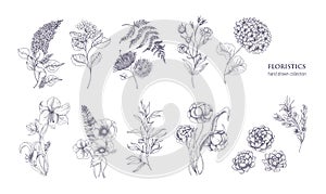 Collection of gorgeous floristic flowers and wild flowering plants hand drawn with black contour lines on white