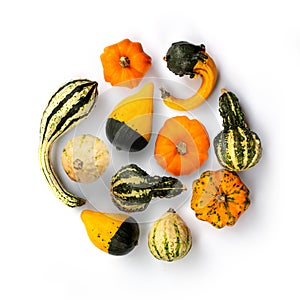 Collection of gourds isolated on white background. Fall and haloween still life