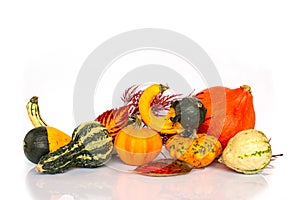 Collection of gourds on white background with copy space. Fall, halloween Thanksgiving still life decor