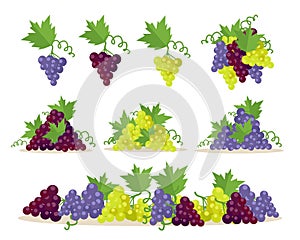 Collection of Grapes Sorts. Fruit for Wine Making.