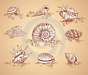 Collection graphic images seashell