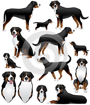 Collection of greater swiss mountain dog breed in colour image