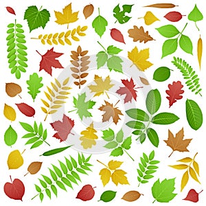 Collection of Green and Autumn Leaves