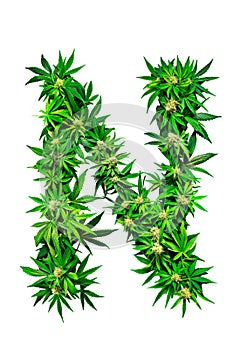 Collection of green cannabis leaves creatively arranged to form the letter N. Alphabet. Isolated