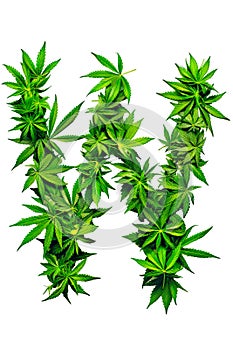 Collection of green cannabis leaves creatively arranged to form the letter W. Alphabet. Isolated