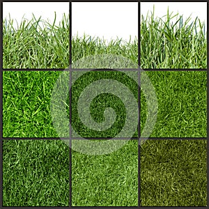 Collection of green grass texture, close up.