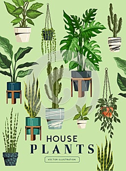 A Collection Of Green Indoor House Plants