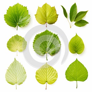 Collection Of Green Leaves