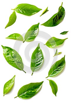 A collection of green leaves scattered across isolated on a white background