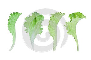 Collection of green lettuce salad isolated on white background.