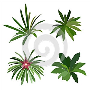 Collection of green plants, bromeliad, vector illustration