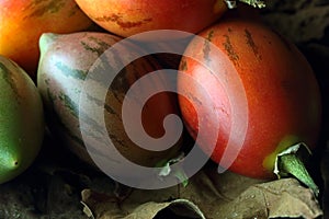 A COLLECTION OF GREEN AND RIPE TREE TOMATO FRUIT