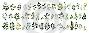 Collection of greenery leaf plant forest herbs tropical leaves