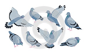 Collection of grey feral pigeon in various poses - sitting, flying, walking, eating. City or synanthrope bird isolated