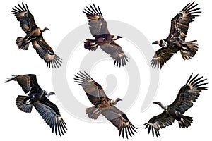 A Collection of Griffon Vultures in Flight