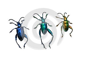 Collection of ground beetles carabidae , isolated on white back photo