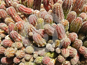 A collection of hairy cactus plants