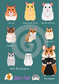 Collection of hamster breeds