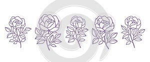 Collection of hand drawn botanical rose flower for beauty feminine logo element