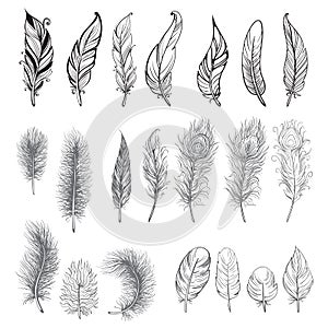 Collection of hand drawn feather.