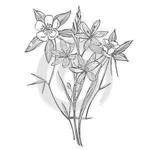 Collection of hand drawn flowers and plants. Botany. Set. Vintage flowers. Black and white illustration in the style of