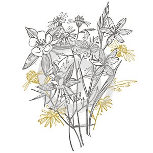 Collection of hand drawn flowers and plants. Botany. Set. Vintage flowers. Black and white illustration in the style of