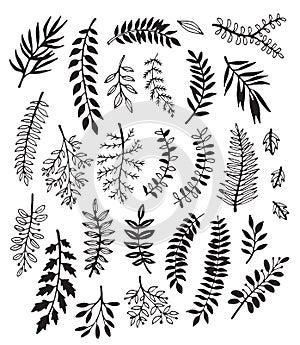 A collection of hand drawn leaves in black and white