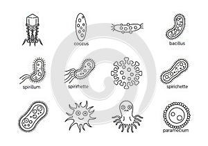 Collection of hand drawn microscopic organisms and bacteria illustrations