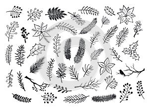 Collection of hand drawn outlined and silhouettes winter foliage, branches twigs, flowers in black