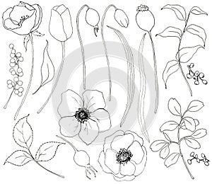 Collection of hand drawn plants. Botanical set of sketch flowers and branches with eucalyptus leaves isolated on white