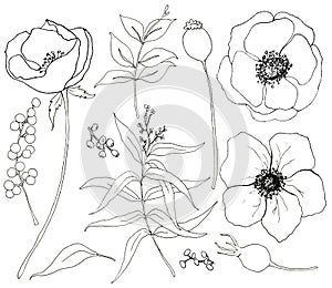 Collection of hand drawn plants with eucalyptus and anemone. Botanical set of sketch flowers and branches with