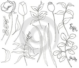 Collection of hand drawn plants with greenery and flowers. Botanical set of sketch flowers and branches with eucalyptus