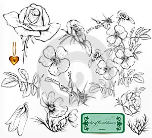 Collection of hand drawn roses for design