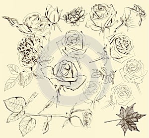 Collection of hand drawn roses for design