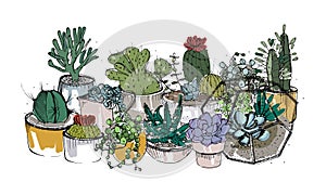 Collection of hand drawn succulents, cactuses and other desert plants growing in pots and glass vivariums. Natural home