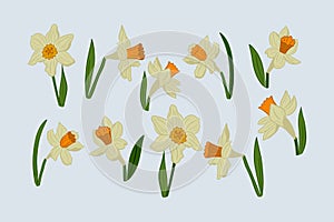 Collection of hand drawn vector daffodils