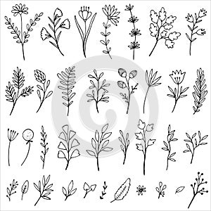 Collection of hand drawn vector florals and branches.