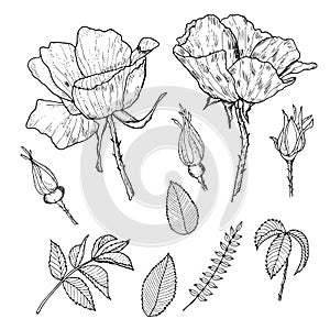 Collection of hand-drawn wild roses and leaves.