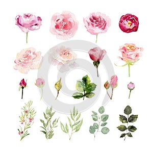 A collection of hand painted watercolor flowers roses