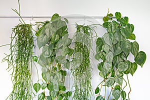 Collection of hanging green plants