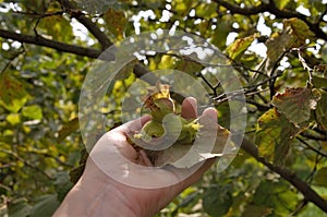 collection of hazelnuts from the bush. ingathering