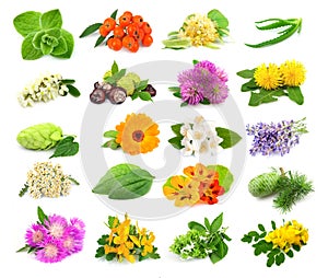 Collection of herbs and flowers