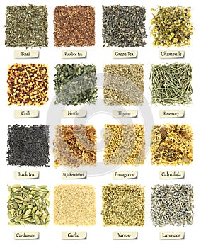 Collection of herbs and spices