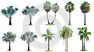 The collection of high palm trees isolated on white background