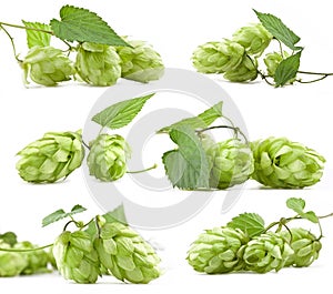 Collection of hops