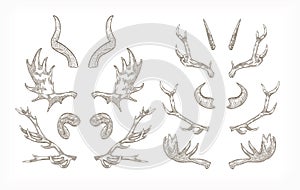 Collection of horns of various animals isolated on white background - ram, mountain goat tur, antelope, elk, bull photo