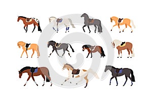 Collection of horses and pony standing and moving vector flat illustration. Set of gorgeous groomed racehorses of