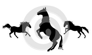 Collection of horses silhouettes set on white background