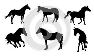 Collection of horses silhouettes set on white background