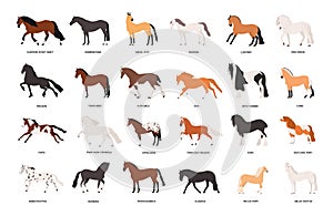 Collection of horses of various breeds isolated on white background. Bundle of gorgeous domestic equine animals of